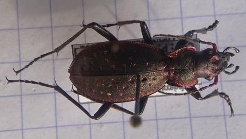 Réf. 274 603 : Carabus irregularis